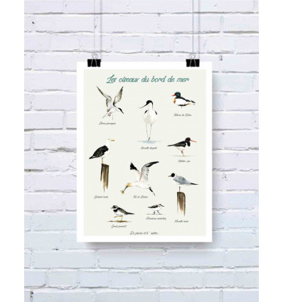 affiche Les oiseaux du bord de mer