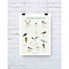 affiche Les oiseaux du bord de mer