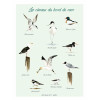 Affiche Les oiseaux du bord de mer
