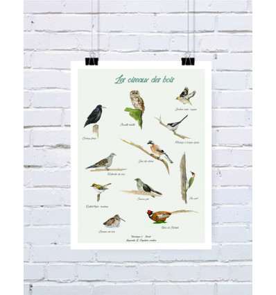 affiche Les oiseaux des bois