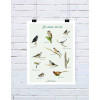 affiche Les oiseaux des bois