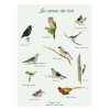 Affiche Les oiseaux des bois