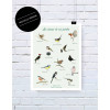 Les oiseaux de nos jardins