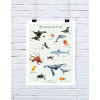 Affiche Les animaux de la mer
