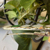 Barrette pince avec puces de cuir de couleur sur base argentée